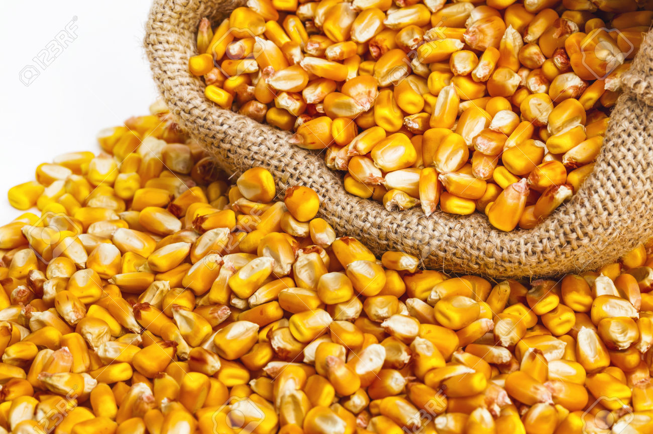 Maize